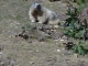 la marmotte_ parc animalier 1er octobre 2011