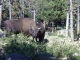 bisons au parc animalier Les Angles
