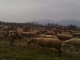 Photo suivante de Saint-Génis-des-Fontaines troupeau de moutons