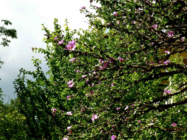 Hibiscus sur les bords du Canal des moines - Aubazines