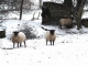 Les moutons d'Augères