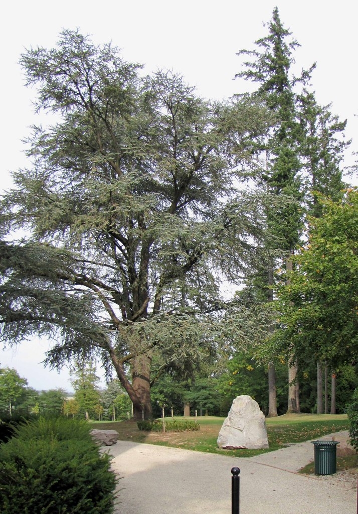 Cèdre du parc de la mairie - Bosmie-l'Aiguille
