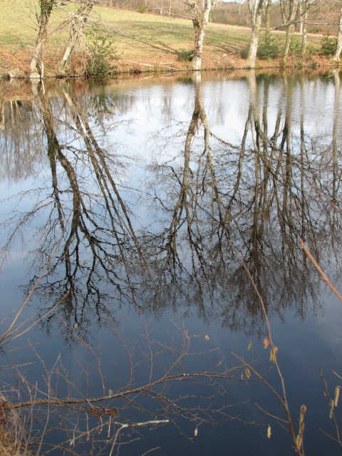 Reflets étang près de Vaulry