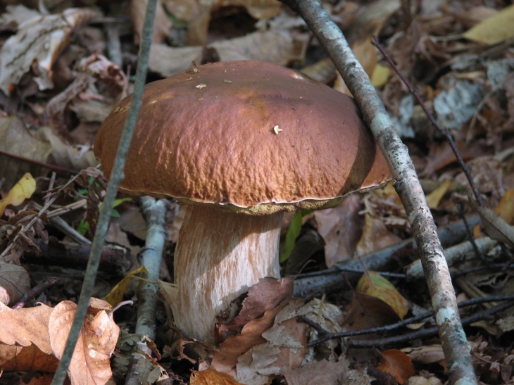 Découverte dans les Monts de Blond - Vaulry