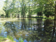 Lettenbourg : l'étang