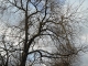 arbre remarquable : orme de 1593