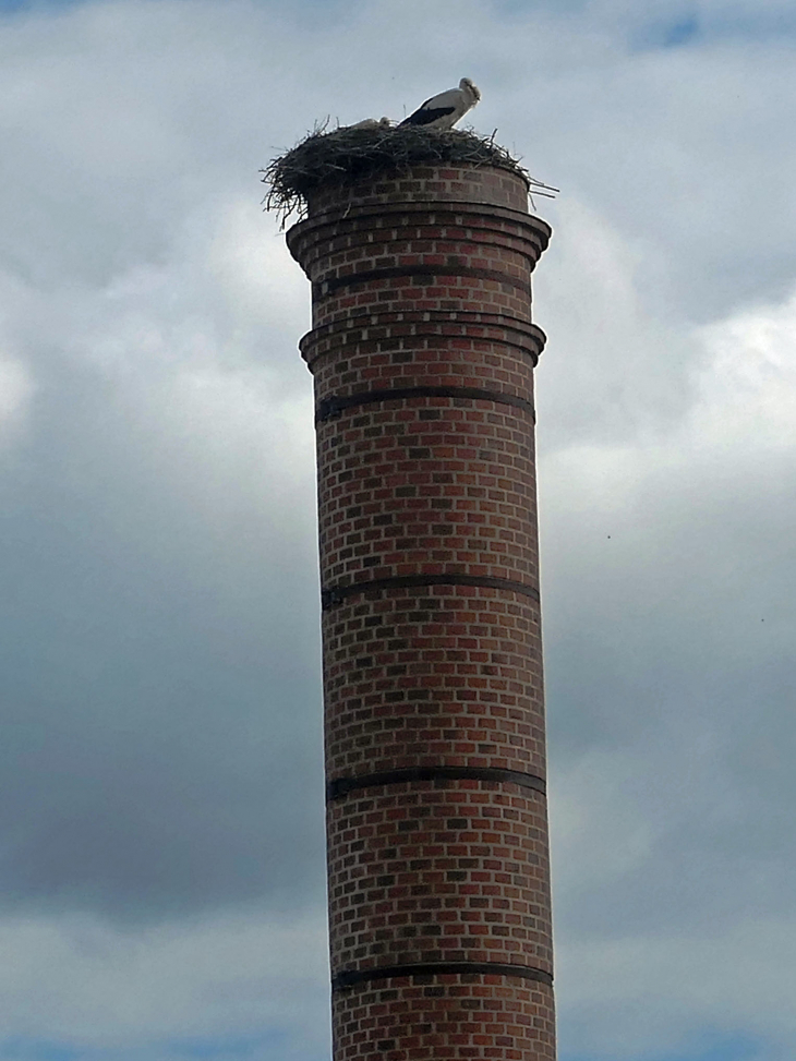 L'ancienne faiencerie : nid de cigogne sur la cheminée - Niderviller