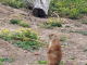 Parc animalier de Sainte Croix : chien de prairie