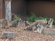 Parc animalier de Sainte Croix : ratons laveurs