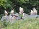 Parc animalier de Sainte Croix : les vautours