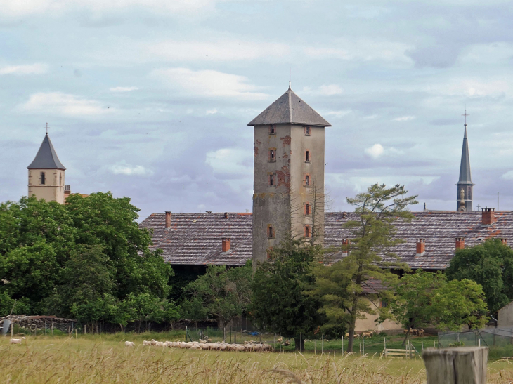Vue sur le village, ses clochers et ses troupeaux - Saint-Jean-de-Bassel