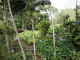 le jardin de BALATA : la palmeraie