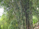 jardin de Balata  : bambous                                                                                                                                                                                                                                    