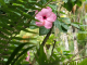 Photo suivante de Fort-de-France le jardin de BALATA : hibiscus