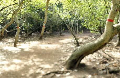 Presqu'île de la Caravelle : arbre à fruirt toxiques dans la mangrove - La Trinité