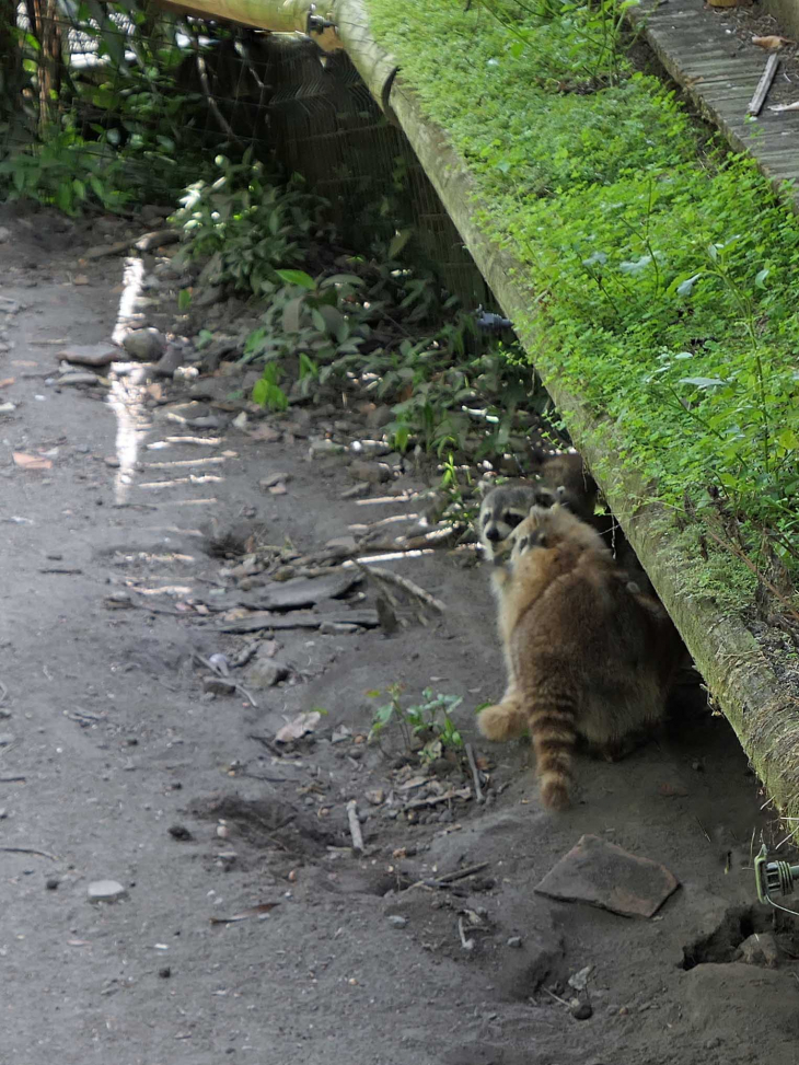 Zoo de la Martinique : ratons laveurs - Le Carbet
