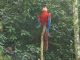Zoo de la Martinique : ara rouge