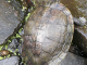 Zoo de la Martinique : tortue de Floride