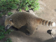Zoo de la Martinique : coatis roux