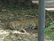 Zoo de la Martinique : jaguar