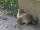Zoo de la Martinique : ratons laveurs