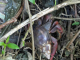 le chemin des Anses : la forêt tropicale crabe terrestre 