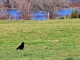Le corbeau du Lac de Pareloup.