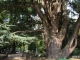 Photo précédente de Tarbes cèdre du Liban jardin Massey