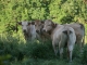 Photo précédente de Beauregard ses vaches