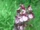 Orchidée du chemin de la Cigale