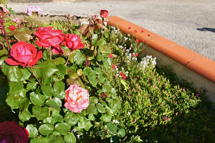 Les roses de la Mairie. - Cordes-Tolosannes