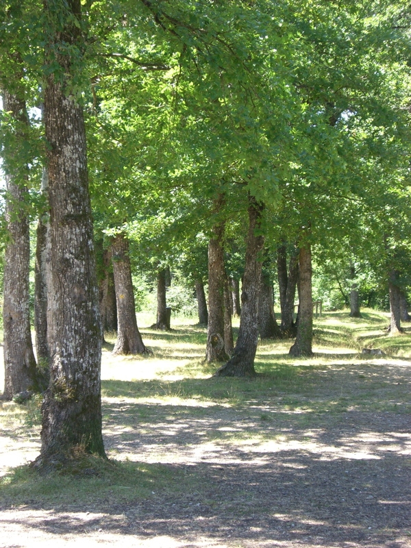 La forêt de Sérénac  s’étend sur 200 hectares : elle fut autrefois destinée à la production de bois pour les mines de charbon et la verrerie de Carmaux. Aujourd’hui départementale, des sentiers de marche ou VTT y sont ouverts. 