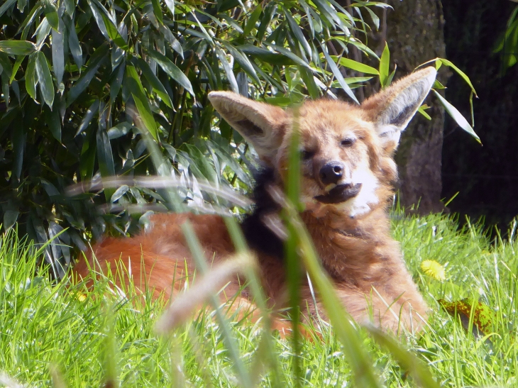 Le zoo dans la citadelle : loup à crinière - Maubeuge