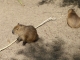 Photo suivante de Maubeuge le zoo dans la citadelle : jeunes capybaras