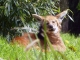Photo suivante de Maubeuge le zoo dans la citadelle : loup à crinière
