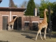 Photo précédente de Maubeuge le zoo dans la citadelle
