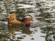 Photo suivante de Beuvry canard mandarin sur le canal