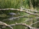 heron à la peche dans le marais de bellenville, c'est la fete à la grenouille!!!