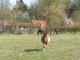 Photo suivante de Hersin-Coupigny Dans les pâturages Hersinois