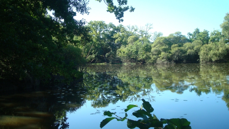 L'étang - Moisdon-la-Rivière