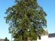 Le Séquoia dans le jardin de l'ancien Presbytère