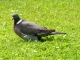 Pigeon ramier sur la pelouse de la Mairie.