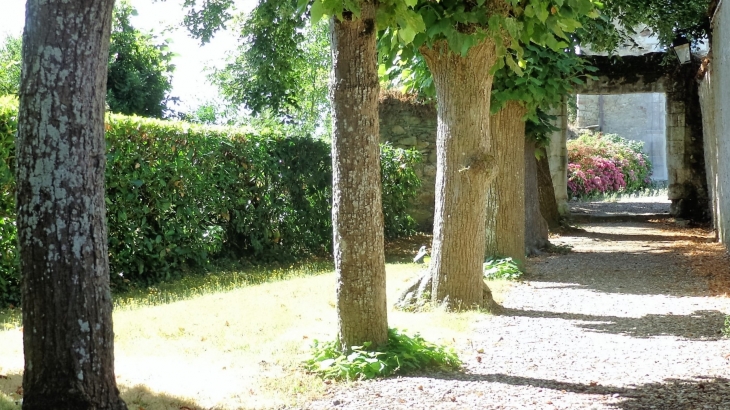 Allée d'arbre menant à la mairie - Champteussé-sur-Baconne