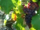 Photo suivante de Rochefort-sur-Loire Grappe de raisins..pleine de promesse !