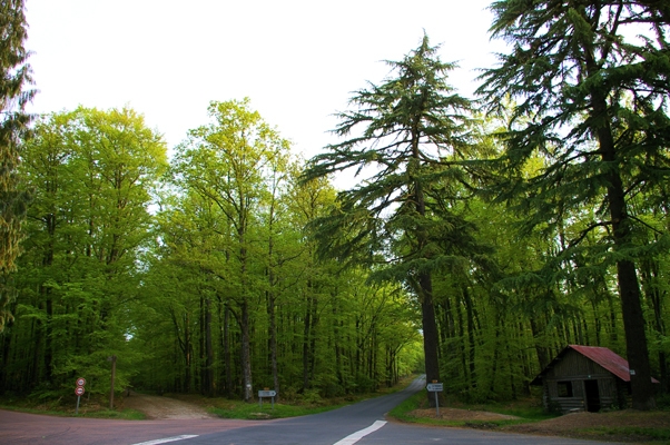 La forêt de BERCE - Beaumont-Pied-de-Bœuf