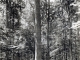 Forêt de Bervé;le chêne Boppe, vers 1922 (carte postale ancienne).