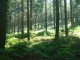 Forêt de la Petite-Charnie
