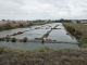 les marais salants : oeillet