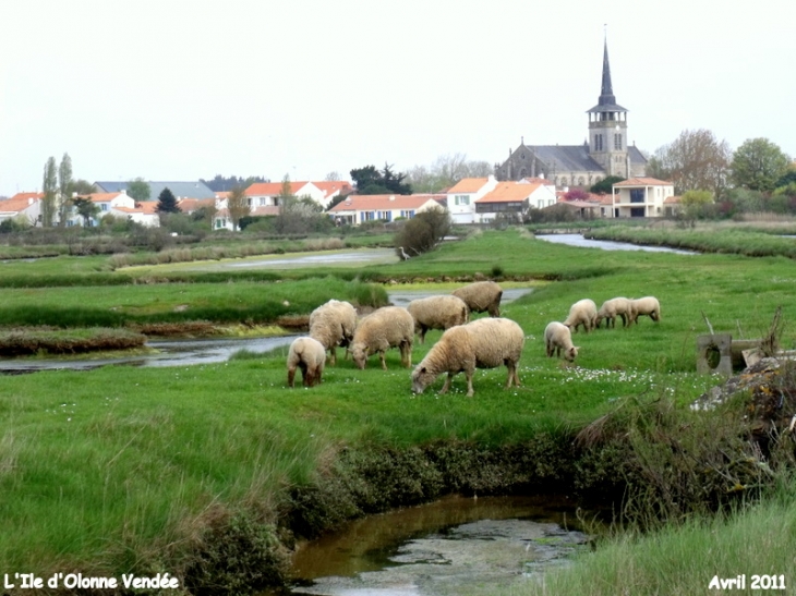 Les moutons des prés salés - L'Île-d'Olonne