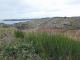 Photo suivante de L'Île-d'Yeu la côte sauvage : la pointe du Châtelet